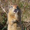 A ground squirrel eating a seed.